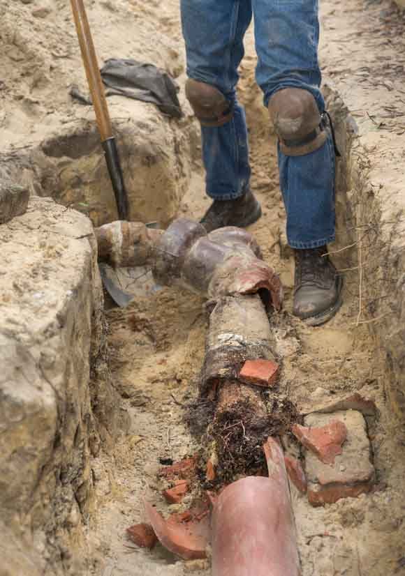 How to Address Tree Root Intrusion in Your Pipes